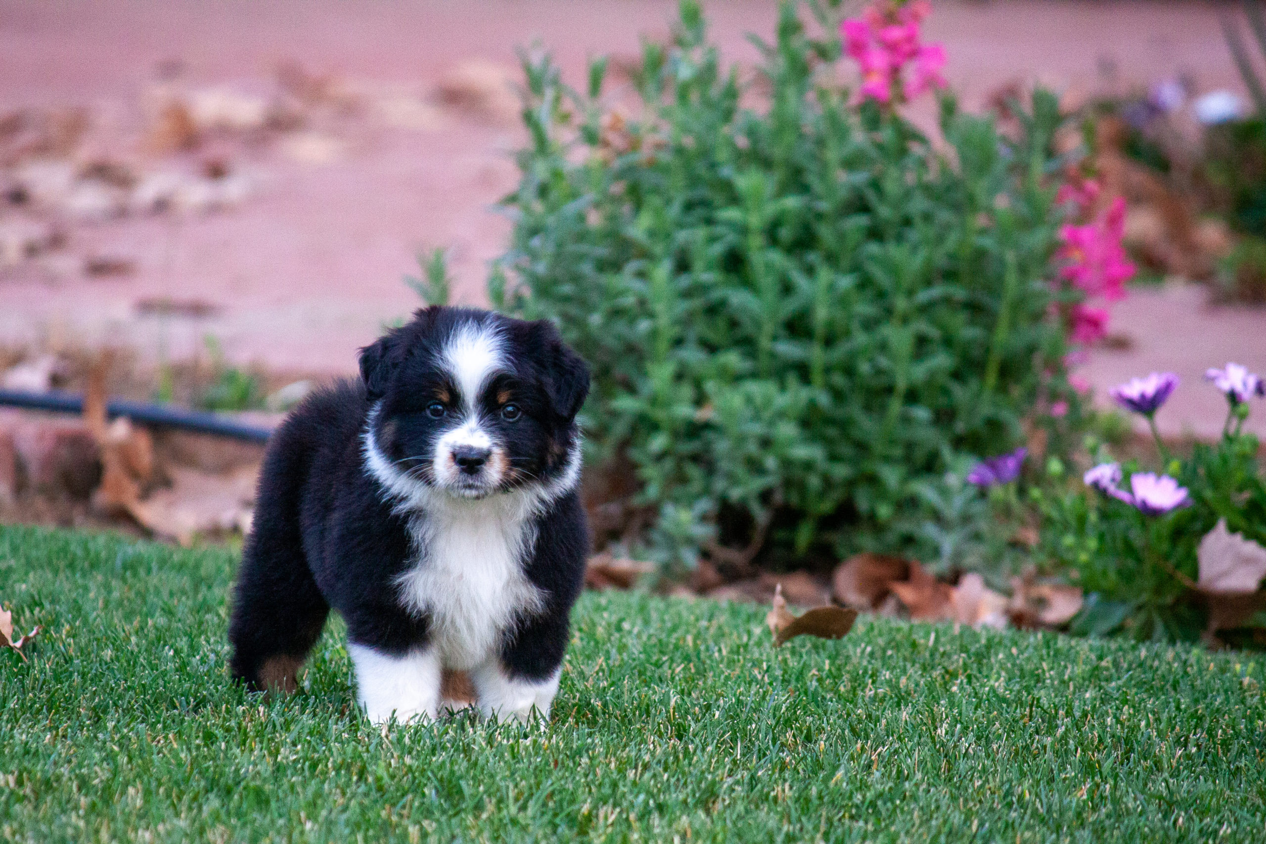 Miniature American Shepherds & Mini Aussies available for purchase